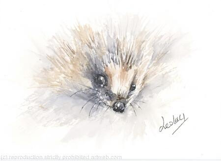 262 Hedgehog AVAILABLE 