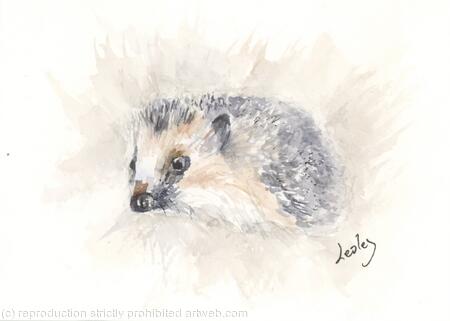 263 Hedgehog AVAILABLE 