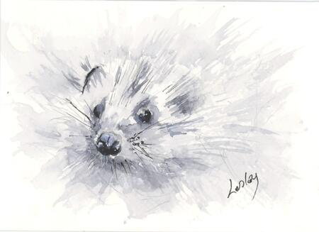 266 Hedgehog AVAILABLE 