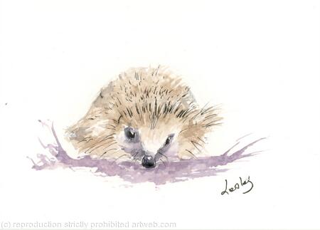 268 Hedgehog AVAILABLE 