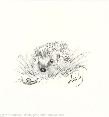 273 Hedgehog AVAILABLE 