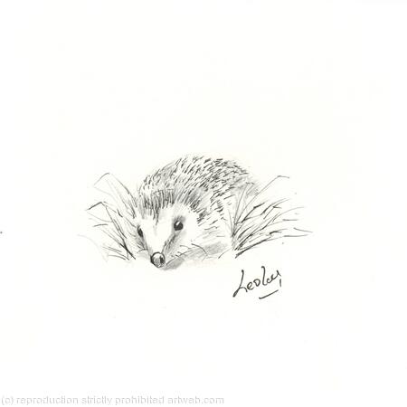 278 Hedgehog AVAILABLE 