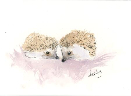 280 Hedgehogs AVAILABLE 