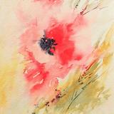 Poppies