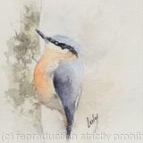 Nuthatch SOLD 