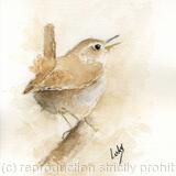Wren 1  SOLD 