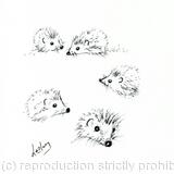  No 105 Hedgehog studies AVAILABLE 