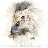 No 135 Hedgehog AVAILABLE 