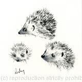 No 121 Hedgehogs AVAILABLE 