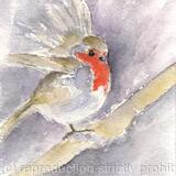 Robin No 3 AVAILABLE 