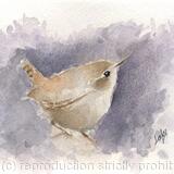 Wren No 5 Available 