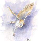 Barn Owl SOLD 