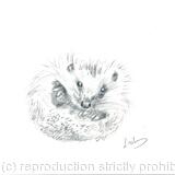No 163 Hedgehog AVAILABLE 