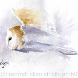 Barn Owl 2 