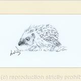 No 147 Hedgehog DONATED 