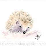 No 153 Hoglet AVAILABLE 