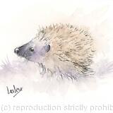 No 157 Hoglet DONATED 