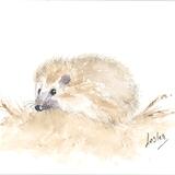 No 171 Hedgehog AVAILABLE 