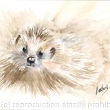 No 170 Hedgehog AVAILABLE 