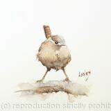 Wren with Attitude Available  