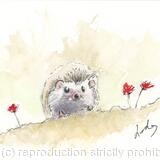 216 Hedgehog AVAILABLE 