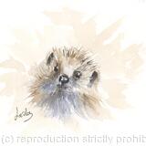 226 Hedgehog AVAILABLE 