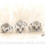 281  Three Hoglets SOLD  
