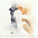 House Sparrow AVAILABLE 