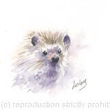 245 Pygmy Hedgehog AVAILABLE 