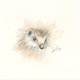 251 Hedgehog AVAILABLE 