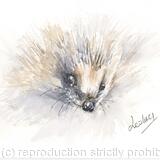 262 Hedgehog AVAILABLE 
