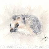 263 Hedgehog AVAILABLE 