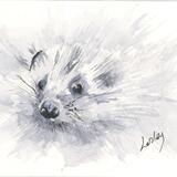 266 Hedgehog AVAILABLE 