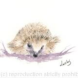 268 Hedgehog AVAILABLE 