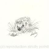 273 Hedgehog AVAILABLE 