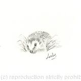 278 Hedgehog AVAILABLE 