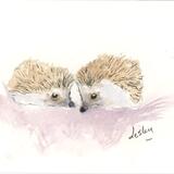 280 Hedgehogs AVAILABLE 