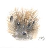 292 Hedgehog AVAILABLE 