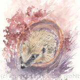 285 Hedgehog SOLD 