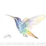 Humminging Bird  