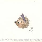 193 HETTi hoglet  AVAILABLE 