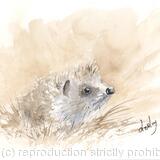 300 Hoglet AVAILABLE 