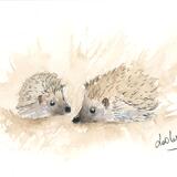 301 Hedgehogs AVAILABLE  