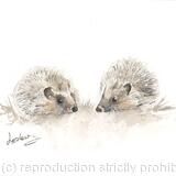 308 Hedgehogs AVAILABLE 