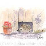 311 Hedgehog Free to roam SOLD