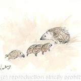 325 Hedgehog family AVAILABLE 