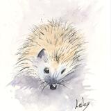 334 Hedgehog AVAILABLE 