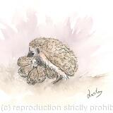 341 Hoglets feeding SOLD 