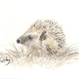 346 Hoglet AVAILABLE 