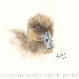 Juvenile Tufted Duck AVAILABLE 